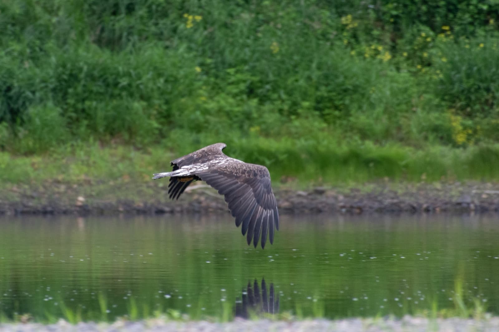 Bald eagle soaring over the Delaware River